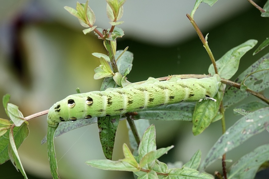 elephant hawkmoth